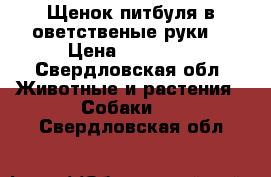 Щенок питбуля в оветственые руки  › Цена ­ 10 000 - Свердловская обл. Животные и растения » Собаки   . Свердловская обл.